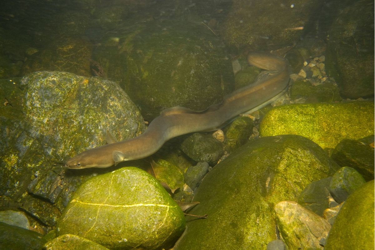 Pesca de Anguila Criolla (Synbranchus marmoratus)
