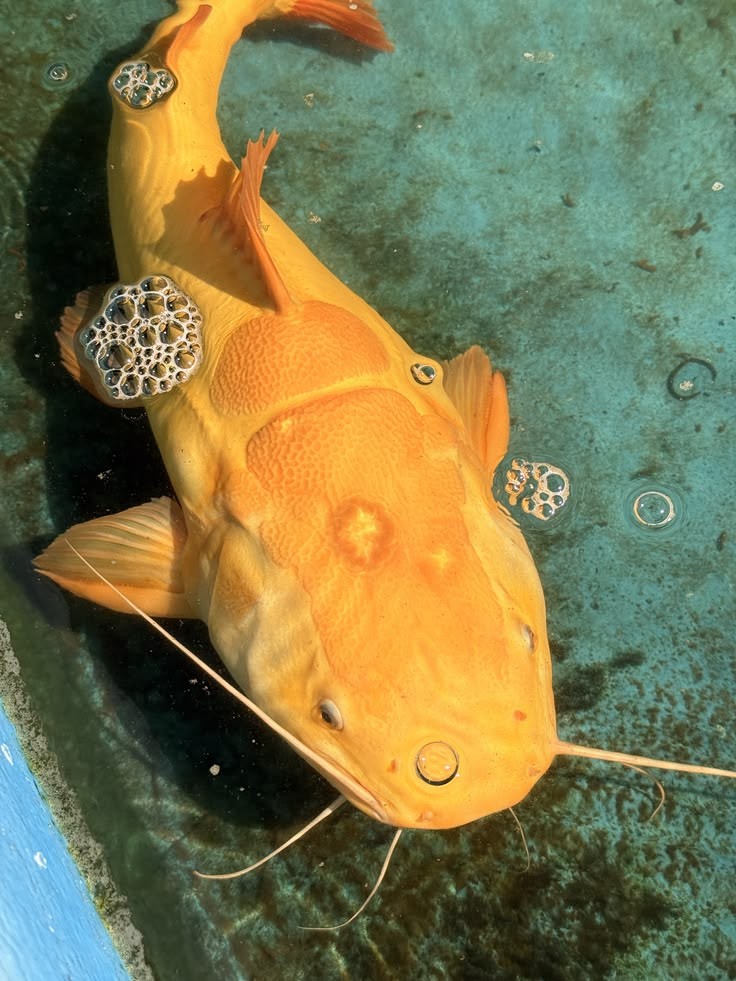 Pesca de Bagre Amarillo (Pimelodus maculatus)