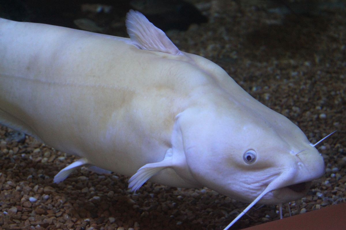 Pesca de Bagre Blanco (Genidens barbus)