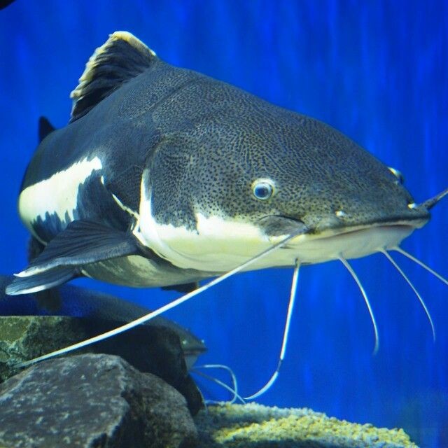 Pesca de Bagre de Mar (Genidens genidens)