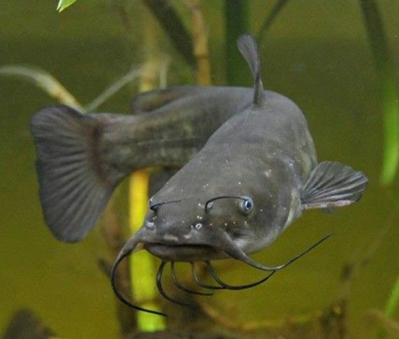 Pesca de Bagre Sapo (Rhamdia quelen)