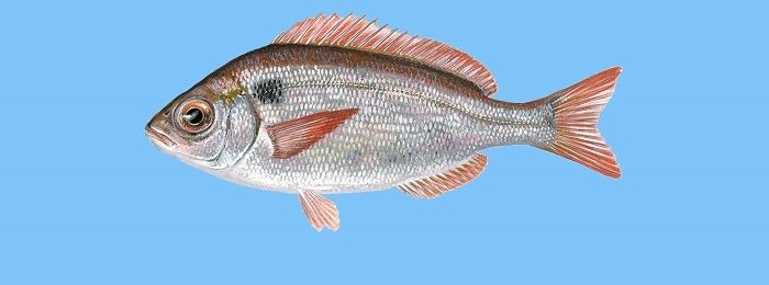 Pesca de Besugo (Pagrus pagrus)