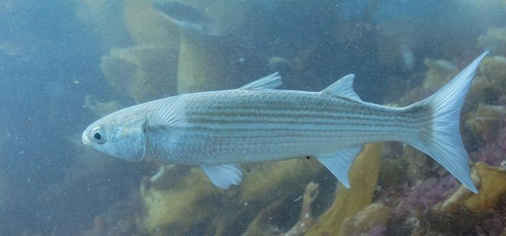 Pesca de Boga Lisa (Schizodon borellii)