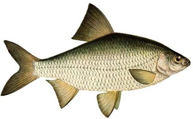 Pesca de Boga (Megaleporinus obtusidens)
