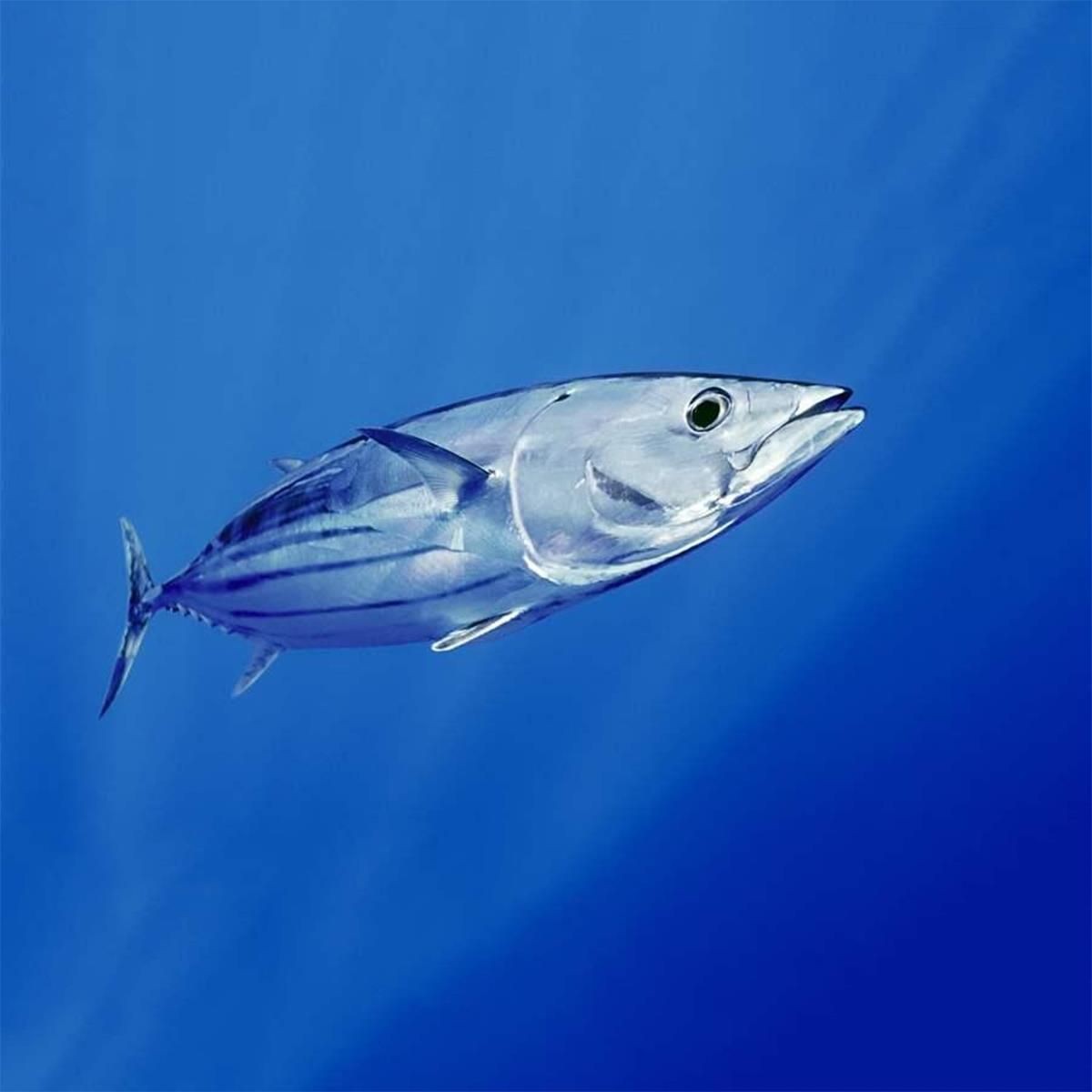 Pesca de Bonito (Sarda sarda)