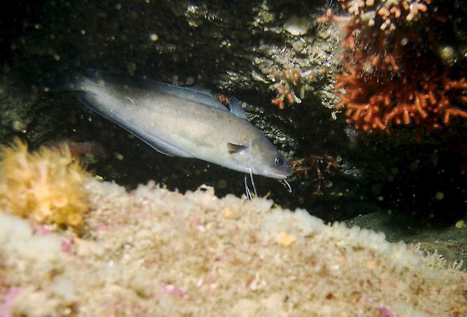 Pesca de Brótola (Urophycis brasiliensis)