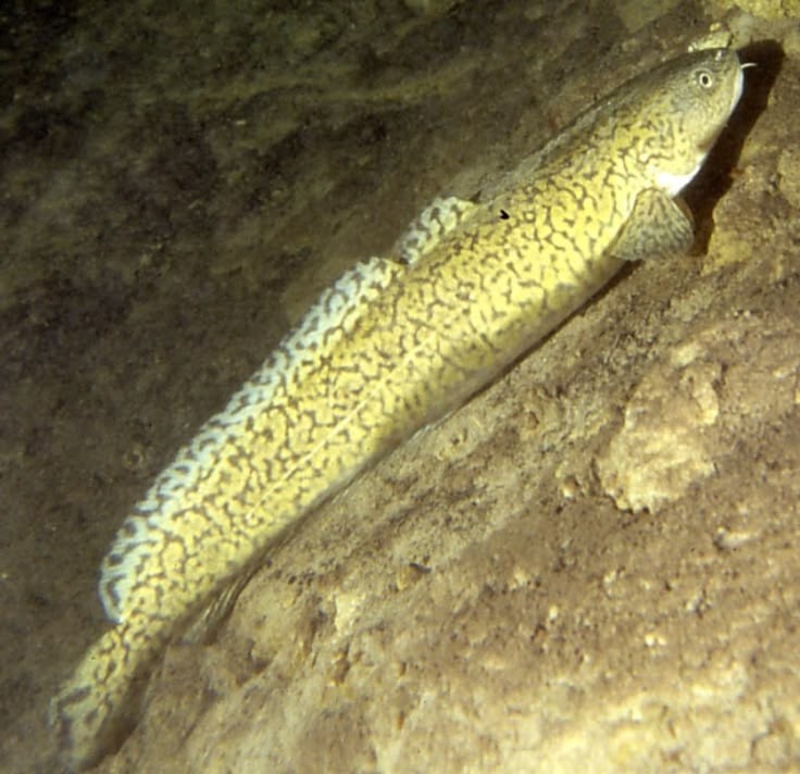 Pesca de Brotolita (Salilota australis)