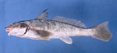 Pesca de Burriqueta (Menticirrhus americanus)