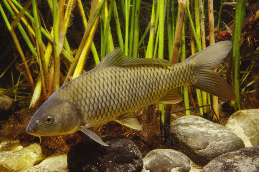 Pesca de Carpa (Cyprinus carpio)