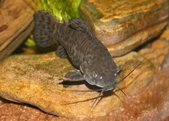 Pesca de Cascarudo (Callichthys callichthys)
