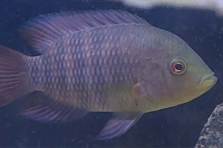 Pesca de Castañeta (Australoheros facetus)
