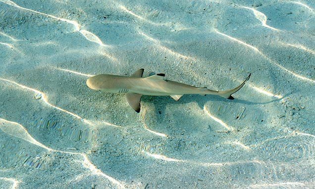 Pesca de Cazón (Galeorhinus galeus)