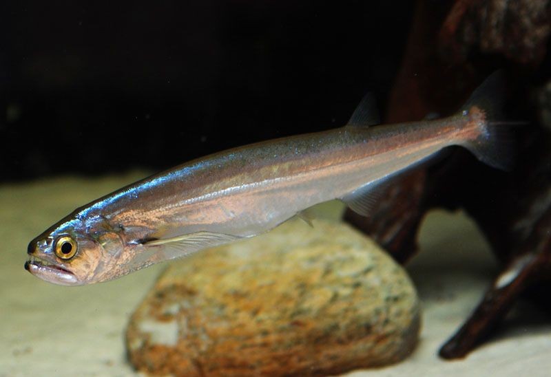Pesca de Chafalote (Raphiodon vulpinus)