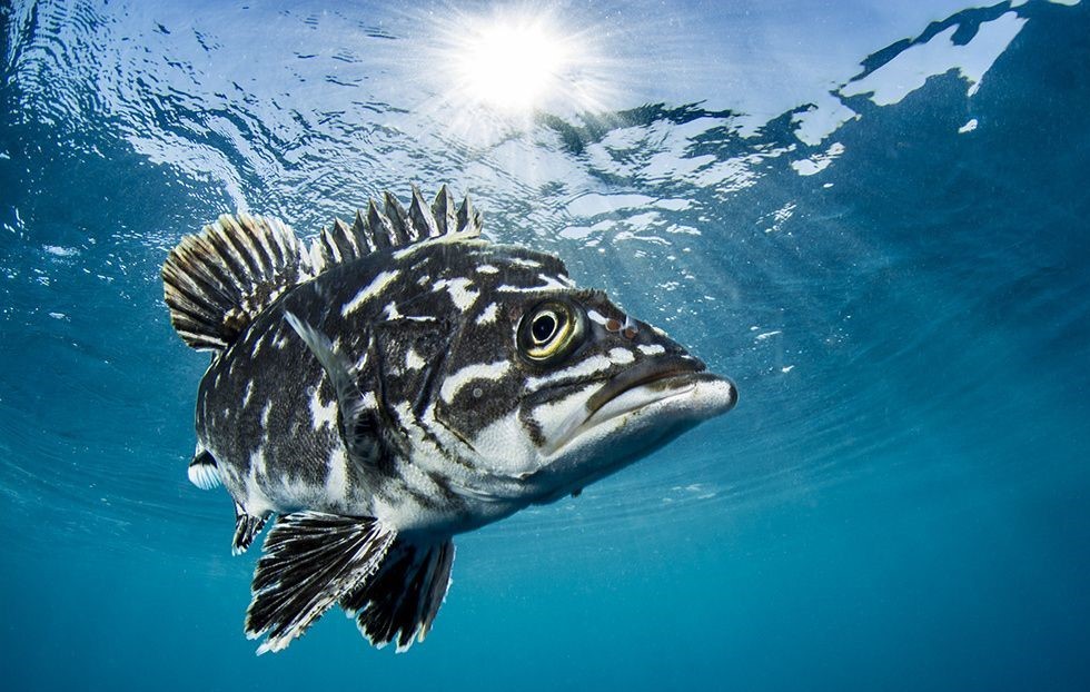 Pesca de Cherna (Polyprion americanus)