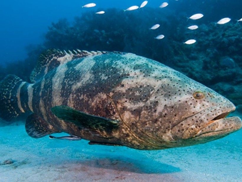 Pesca de Chernia (Acanthistius brasilianus)