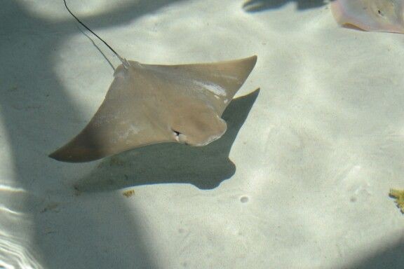 Pesca de Chucho (Myliobatis goodei)