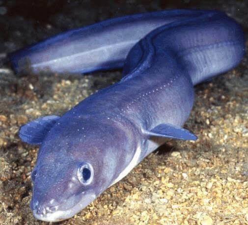 Pesca de Congrio (Conger orbignianus)