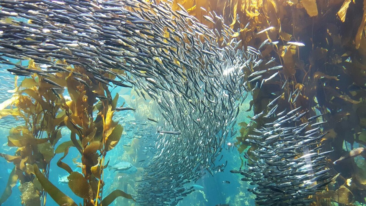 Pesca de Cornalito (Odontesthes incisa)