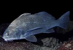 Pesca de Corvina Negra (Pogonias cromis)