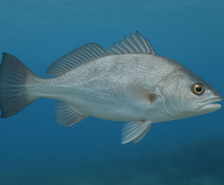 Pesca de Corvina Rubia (Micropogonias furnieri)