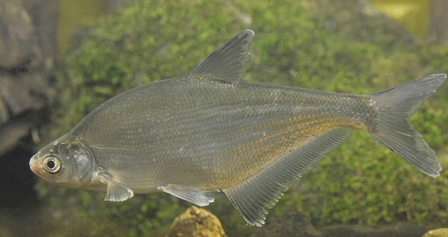 Pesca de Dientudo Jorobado (Galeocharax humeralis)