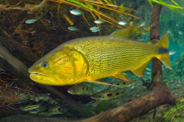 Pesca de Dorado (Salminus brasiliensis)