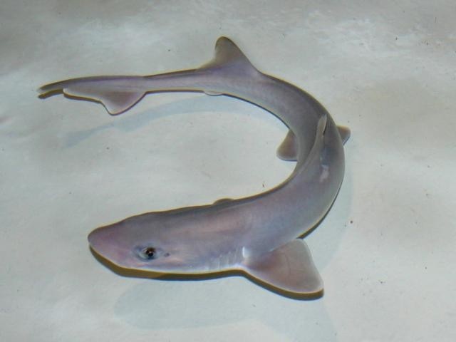 Pesca de Gatuzo (Mustelus schmitti)