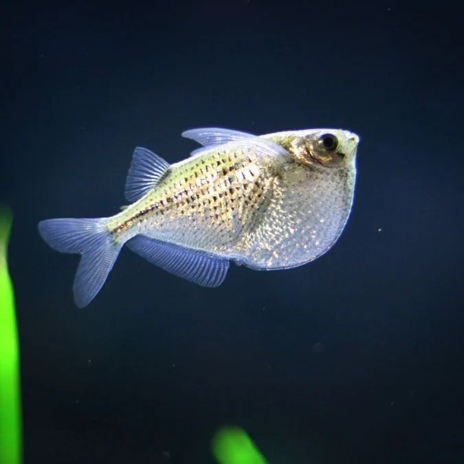Pesca de Lacha (Brevoortia pectinata)