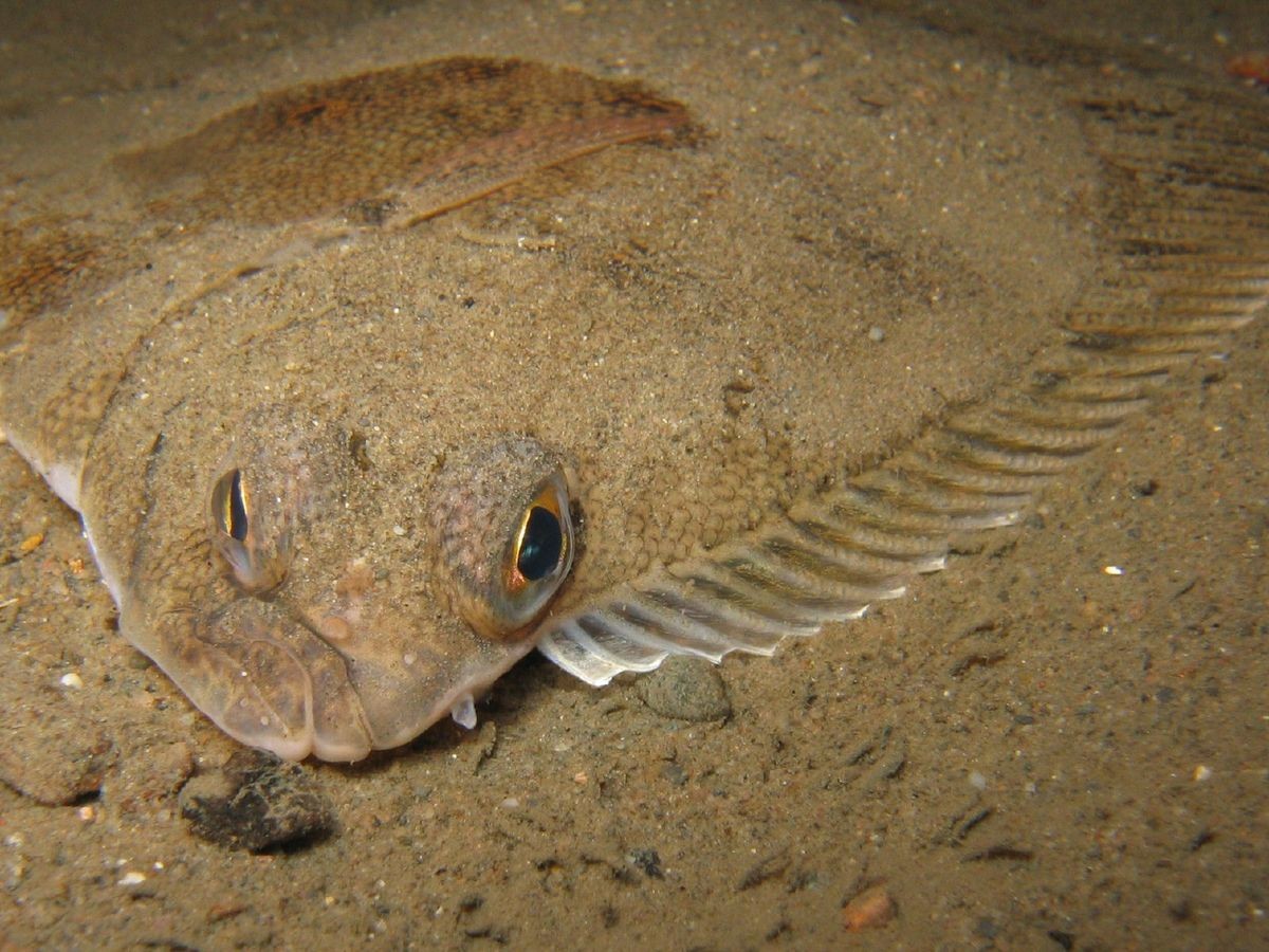 Pesca de Lenguado (Paralichthys orbignyanus)