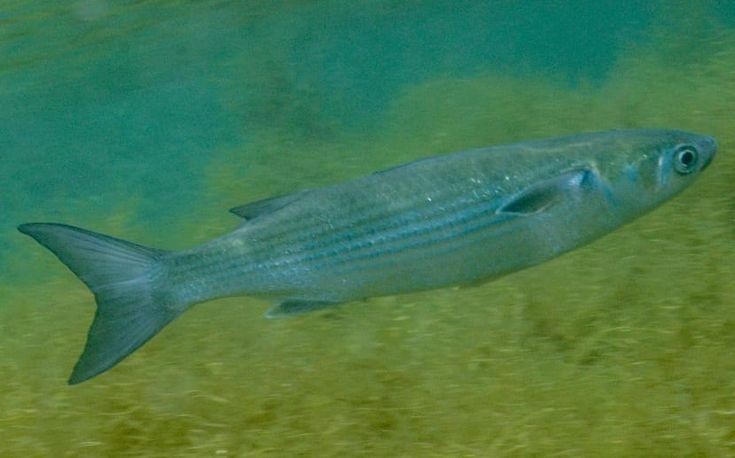 Pesca de Lisa de Laguna (Mugil liza)