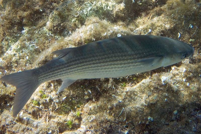 Pesca de Lisa (Mugil platanus)