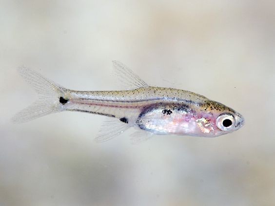 Pesca de Madrecita (Cnesterodon decemmaculatus)