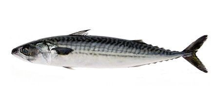 Pesca de Magrú (Scomber japonicus)