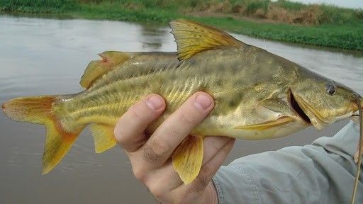 Pesca de Manduví (Ageneiosus valenciennesi)