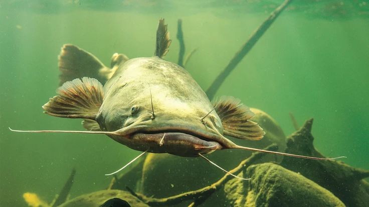 Pesca de Manguruyú (Tapiraquá) (Zungaro jahu)