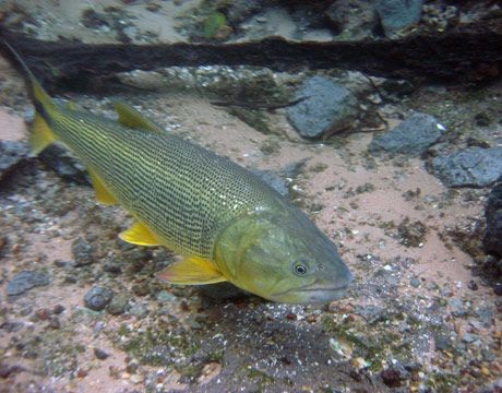 Pesca de Marieta (Salminus affinis)