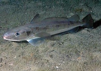 Pesca de Merluza (Merluccius hubbsi)