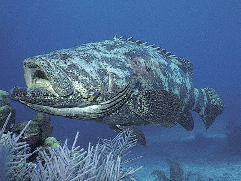 Pesca de Mero (Acanthistius patachonicus)