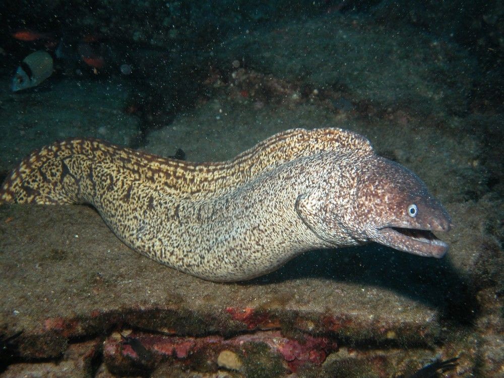 Pesca de Morena (Gymnotus carapo)