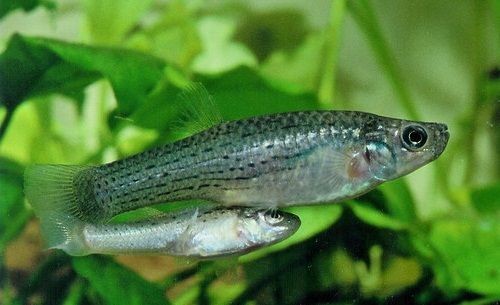 Pesca de Morenita (Jenynsia lineata)