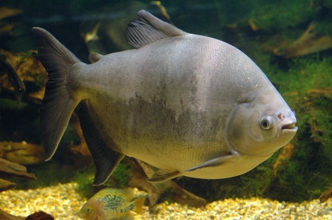Pesca de Pacú (Piaractus mesopotamicus)