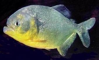 Pesca de Palometa Amarilla (Serrasalmus spilopleura)
