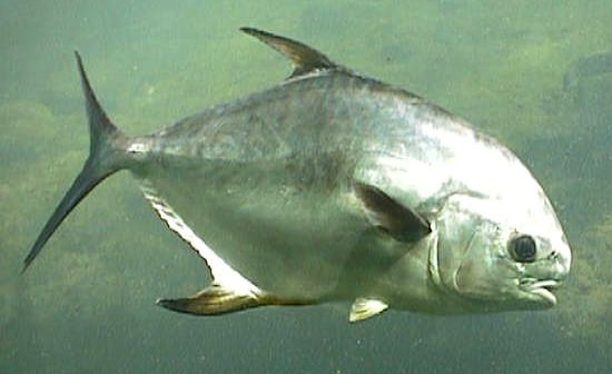 Pesca de Palometa Común (Serrasalmus rhombeus)