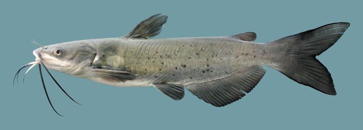 Pesca de Patí (Luciopimelodus pati)