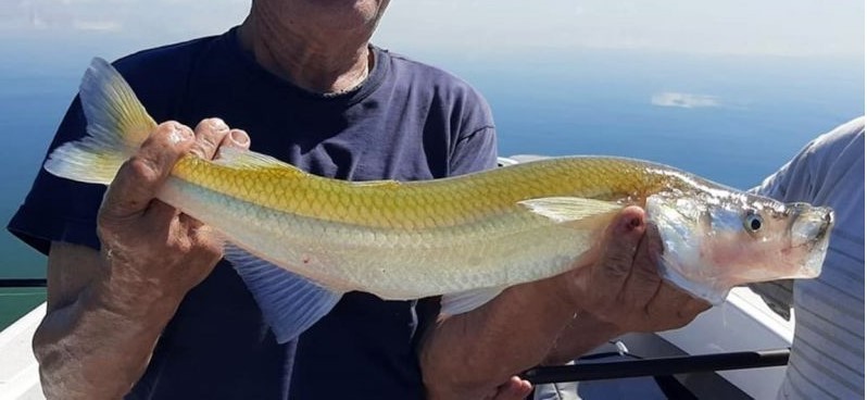 Pesca de Pejerrey Bonaerense (Odontesthes bonariensis)
