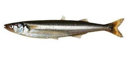 Pesca de Pejerrey Corno (Odontesthes smitti)