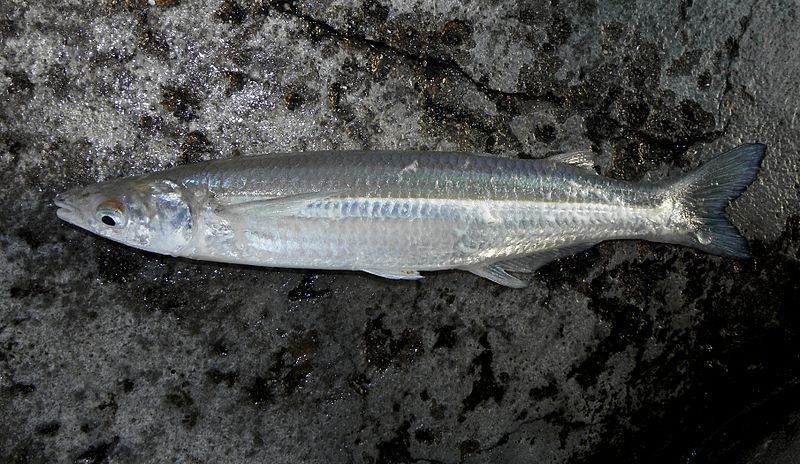 Pesca de Pejerrey Escardón (Odontesthes argentinensis)