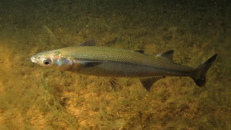 Pesca de Pejerrey Patagónico (Odontesthes hatcheri)