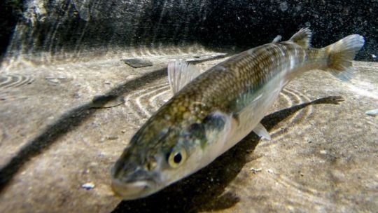 Pesca de Pejerrey (Odontesthes bonariensis)