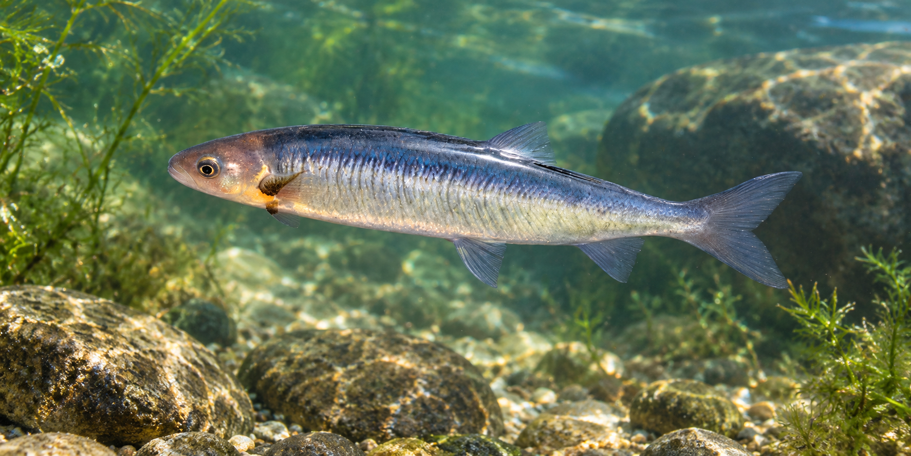 Pesca de Peladilla (Aplochiton zebra)